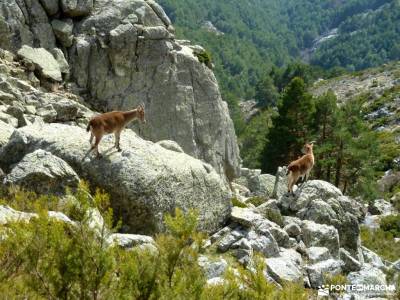 Guadarrama;Pico de la Najarra-ruta laguna grande gredos castillo coca segovia fotos moncayo